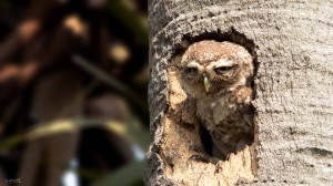 Spotted Owlet -புள்ளி ஆந்தை